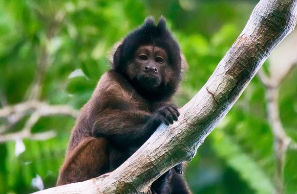 Santa Ana Zoo falls below 50-monkey quota - Los Angeles Times