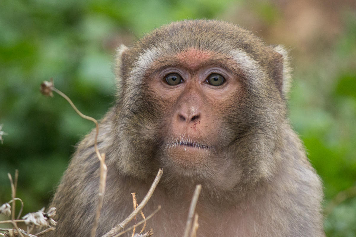 Poco the Monkey | Born Free USA Primate Sanctuary