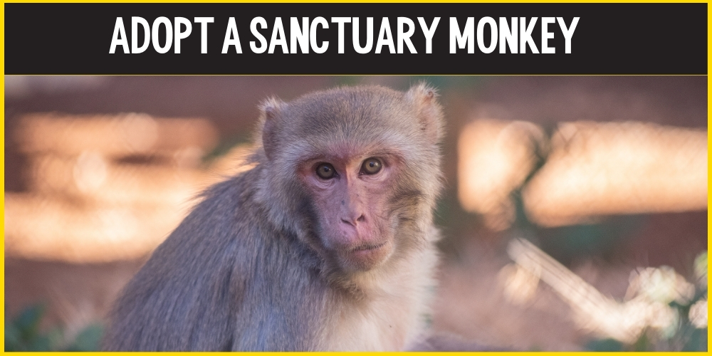 Adopt a Sanctuary Monkey