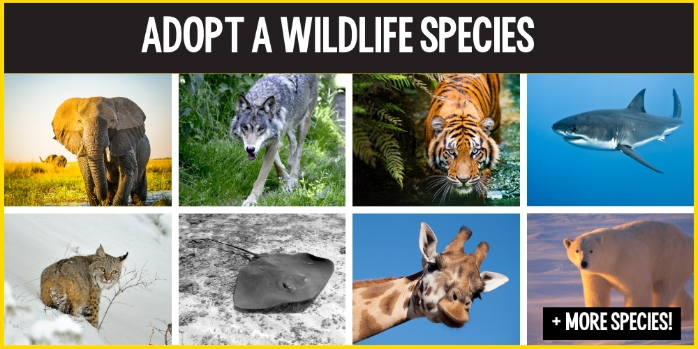 Adopt a Wildlife Species