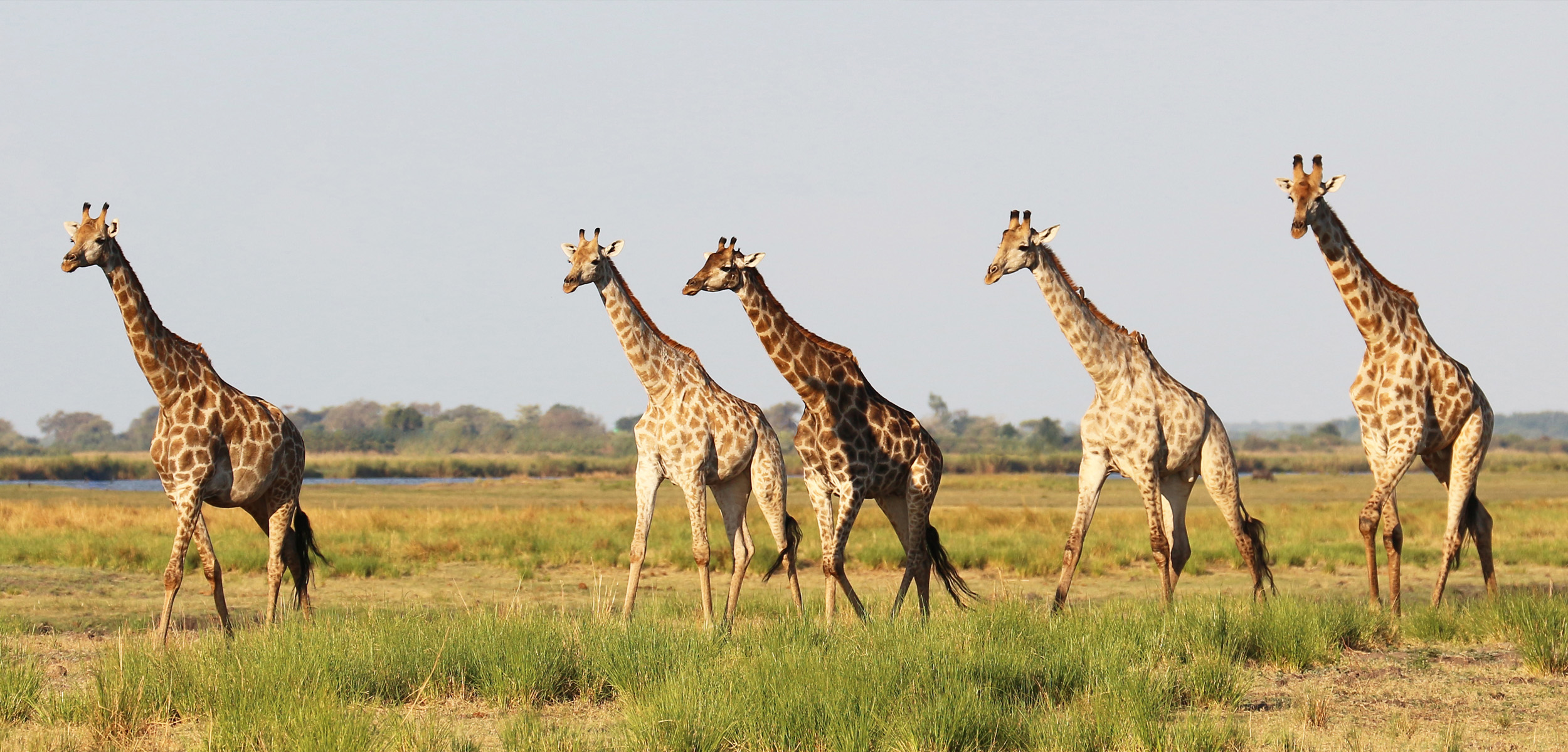 Giraffes - Facts, Habitat, Endangered Status | Species Spotlight