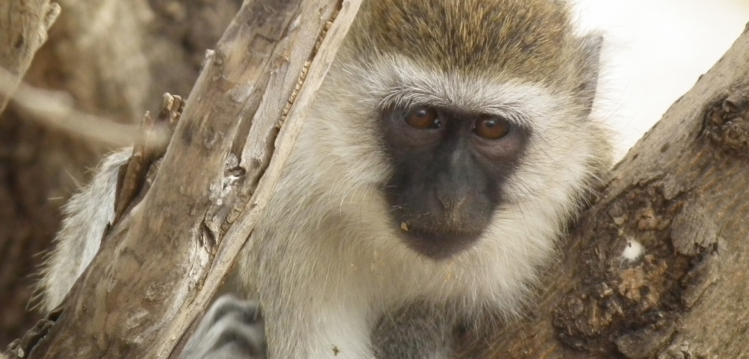 Vervet Monkeys - Born Free