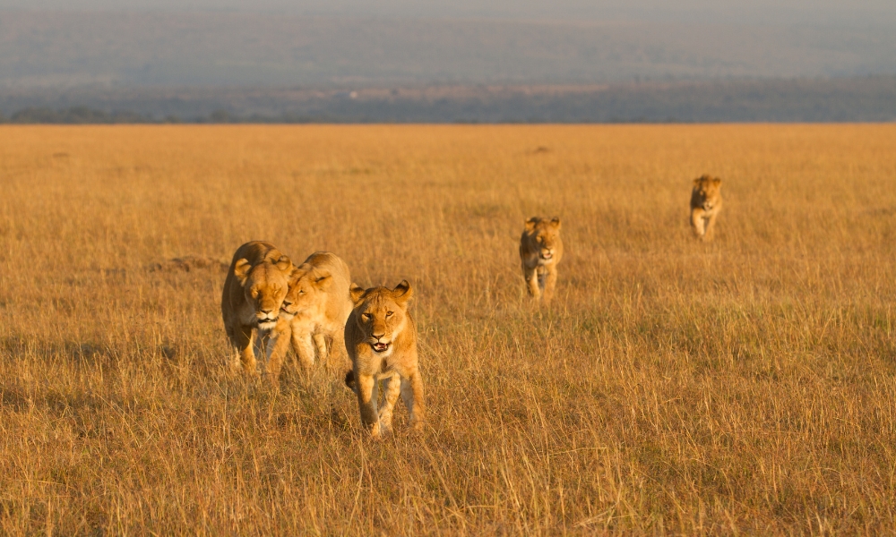 Lionesses in the wild.