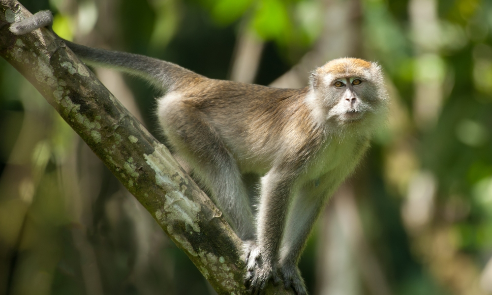 Long-Tailed Macaque