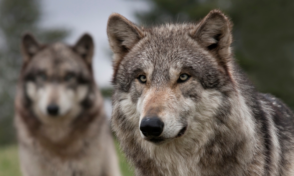 Gray Wolves