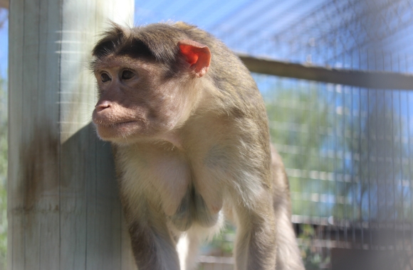 Max, a bonnet macaque.