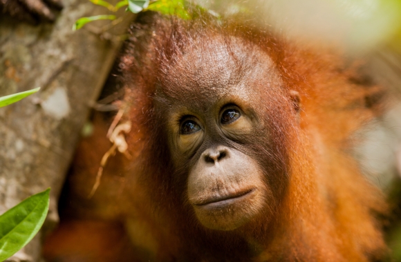 Birth of Critically Endangered Orangutan Highlights Misinformation about Zoo  “Conservation Efforts”