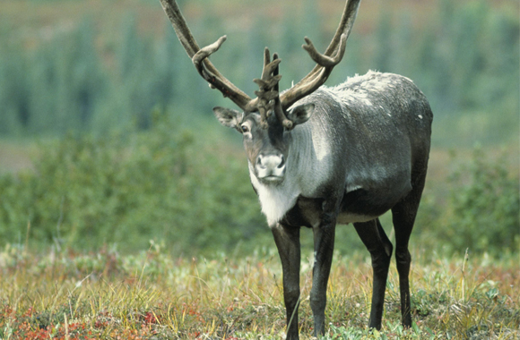 Are Reindeer Down the Drain, Dear? | Born Free USA