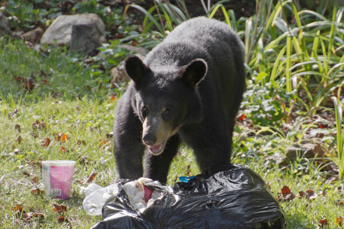 Bear ripping through a garbage bag.