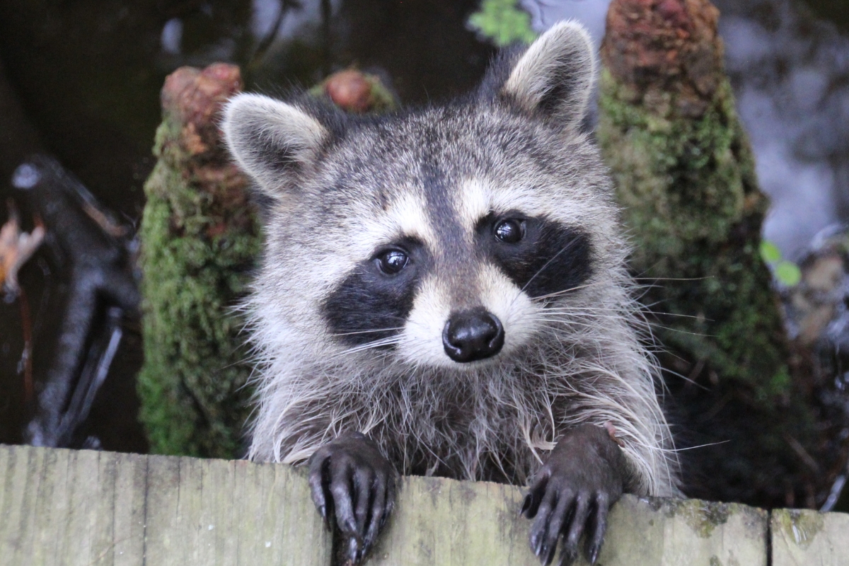 Raccoon looking over a fence