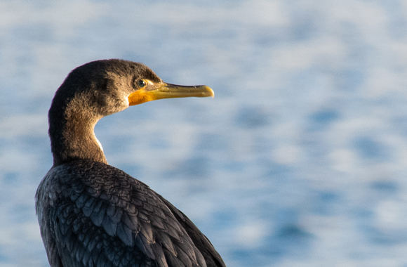 Should Ontario's Cormorant Hunt Be Reconsidered? | Born Free USA