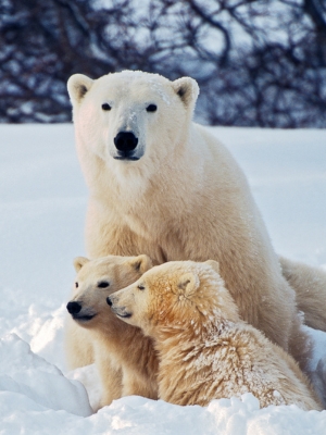 Polar Bear Family