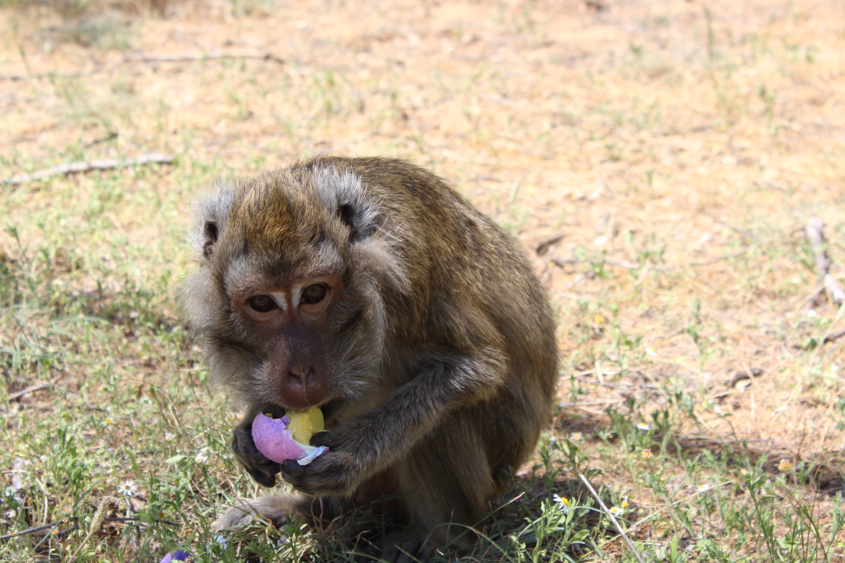 Long-tail macaque Gus enjoys some Easter eggs! Photo: Born Free USA.