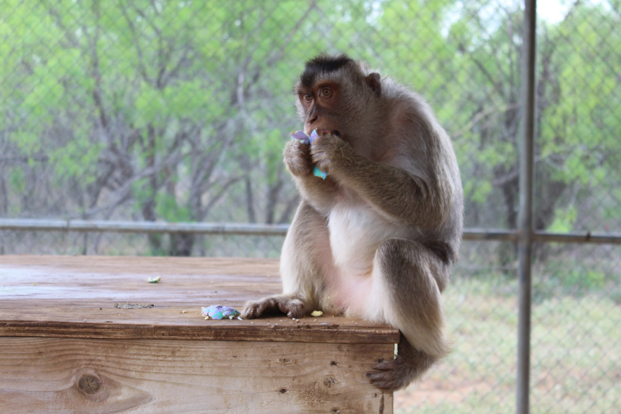 Natalya, a long-tail/pig-tail macaque hybrid, enjoyed unweaving her Easter basket and eating the eggs! Photo: Born Free USA.