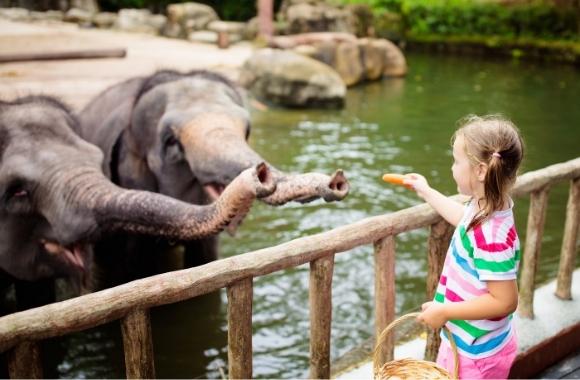 Dangerous and Endangered: Elephant Interactions Continue Despite Public