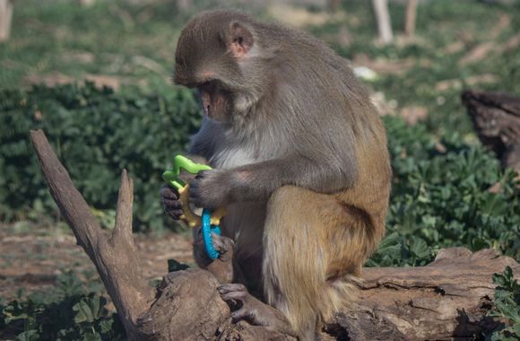 Puzzle Feeder For Primate Enrichment