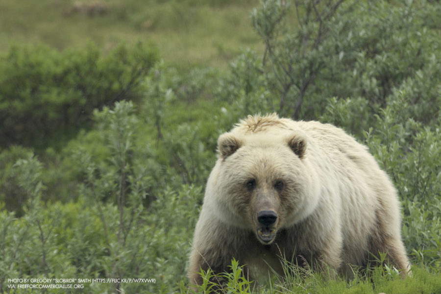 Endangered Species Act | Born Free USA