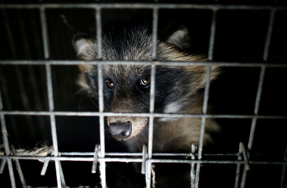 WEBINAR - A Dying Industry: The Global Movement to Ban Fur Farming ...