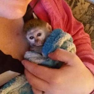 Baby Gizmo being held by his former owner, "M."