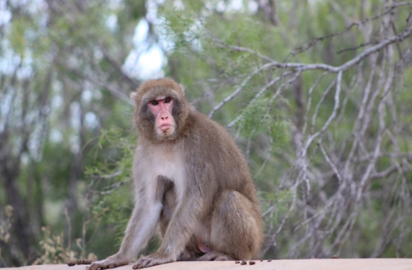 Julian, a Japanese macaque.