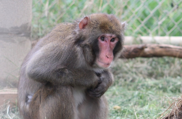 Julian the Japanese macaque shortly after arriving at the Born Free USA Primate Sanctuary. Photo: Born Free USA.