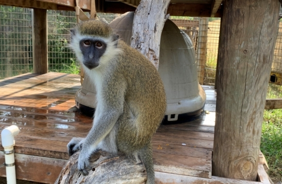 Vervet Monkeys - Born Free