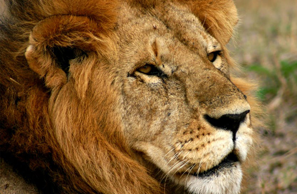 Lion, Species