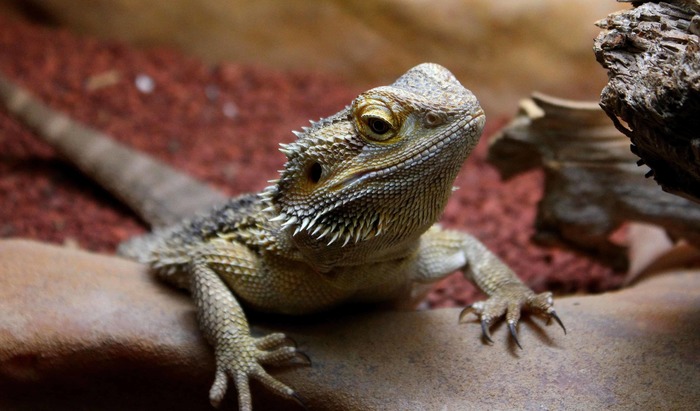 The Dangers of Keeping Exotic Pets | Born Free USA