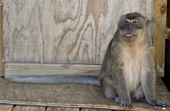 Freeman, a long-tailed macaque.