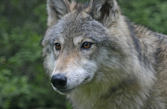 North American Wolves Lose Protection and Recovery Efforts Are ...