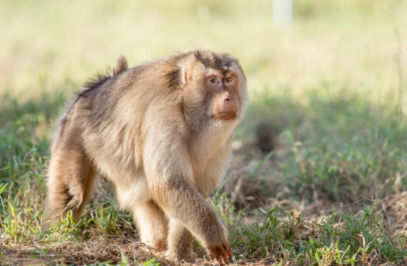 Nala, a pig-tailed macaque.