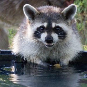 raccoon at water trough