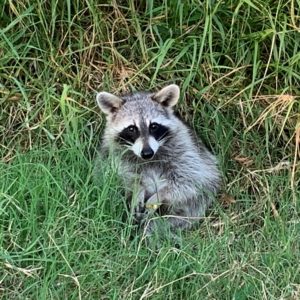 Raccoon in the grass