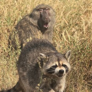 Baboon and Raccoon