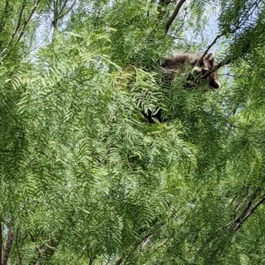 Raccoon in a tree