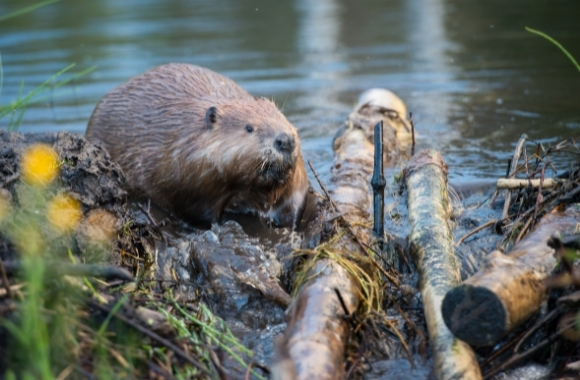 Refuge from Cruel Trapping Act Reintroduced to Protect Wildlife and Pets  from Barbaric Traps and Snares