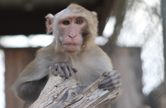 Pablito, a rhesus macaque.