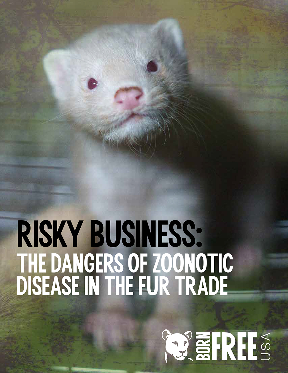 Risky Business: The Dangers of Zoonotic Disease in the Fur Trade (2024) 