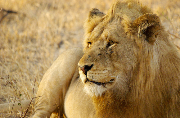 Does trophy hunting help conservation? - Born Free