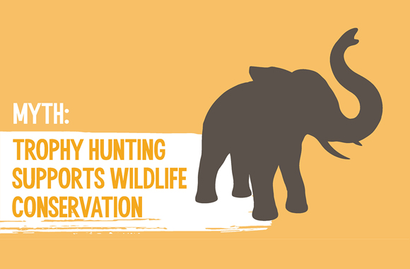 GRAPHIC: Trophy Hunting Is Not Wildlife Conservation | Born Free USA