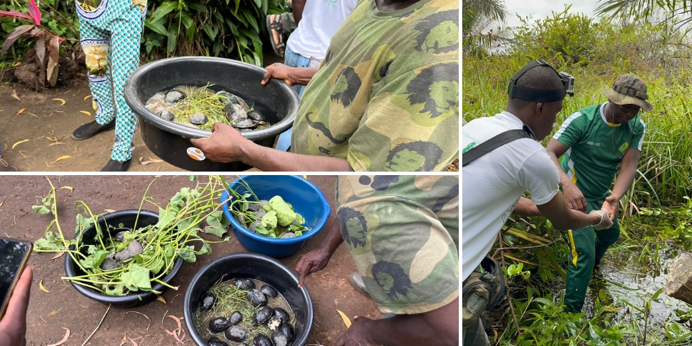 Members of local communities and NGOs helped to organize and carry off the turtle release.