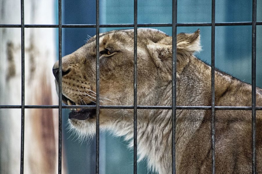 animals in captivity photo essay